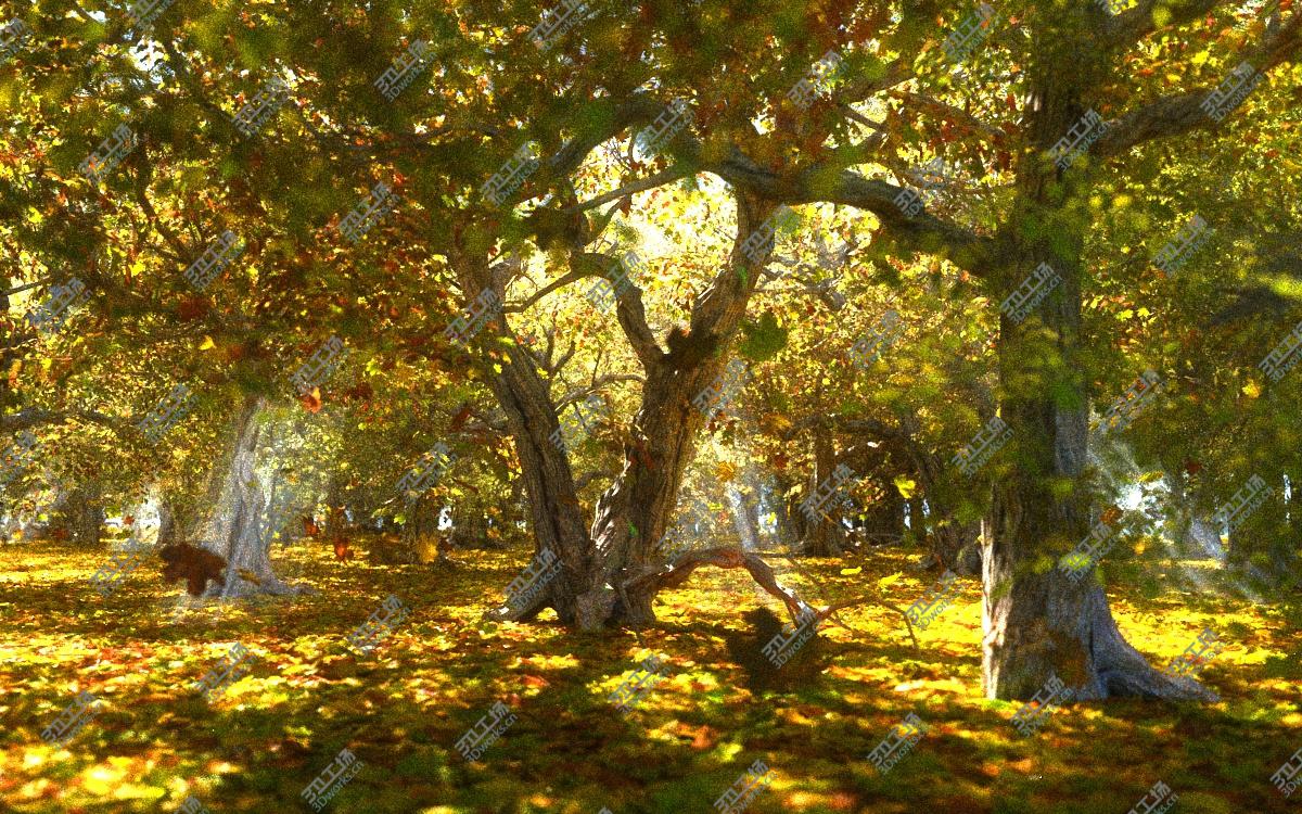 images/goods_img/202105073/Autumn Forest Animated 3D/2.jpg